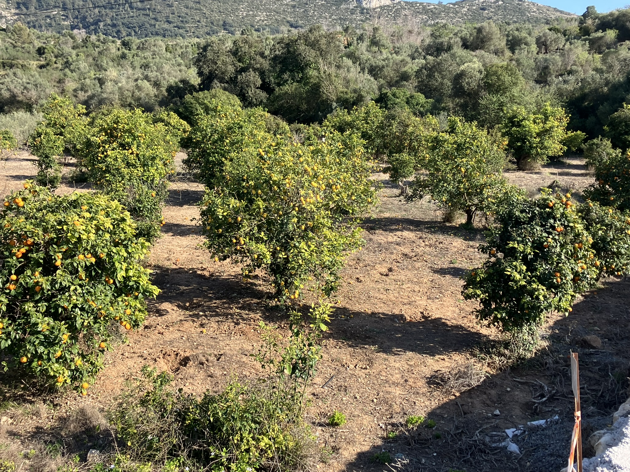 click to enlarge! Oranges and Lemons